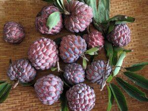 The red custard apple for health